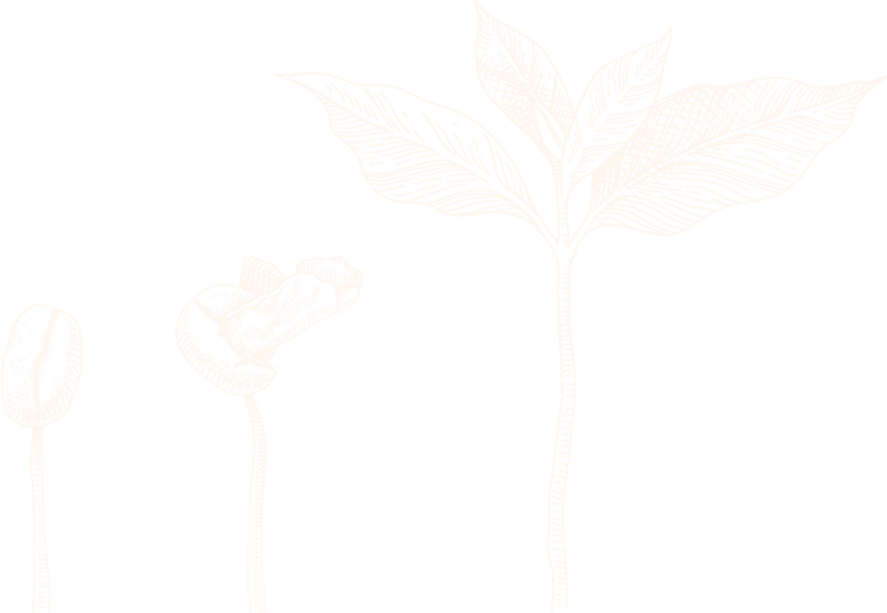 Una semilla, un brote y una planta joven con hojas que se abren